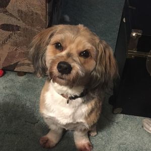 Meet your Posher, Susan